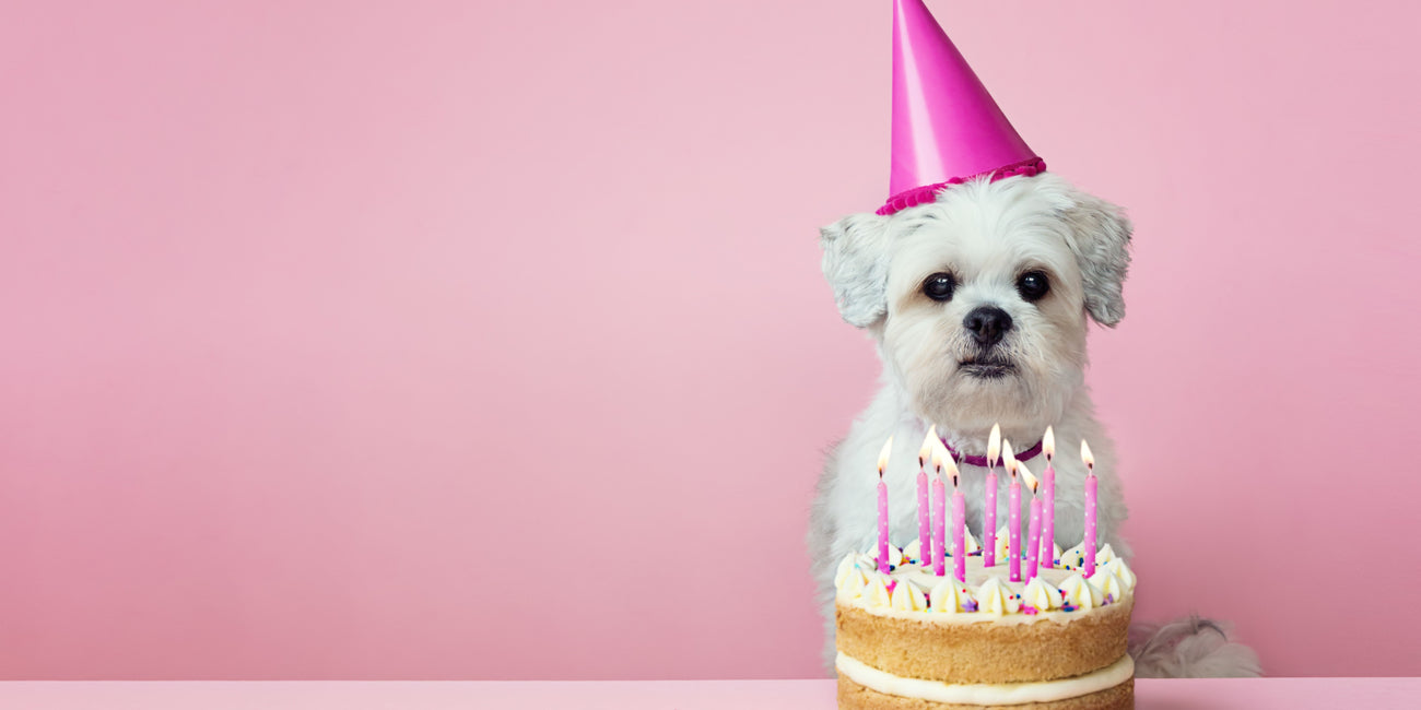Dog Birthday/Gotcha Day!