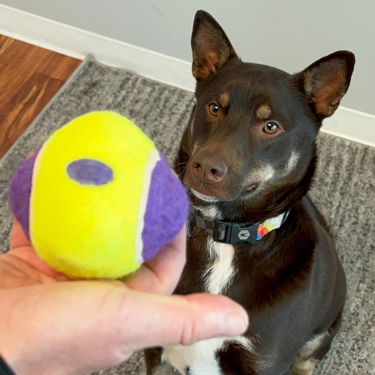 KONG Airdog Squeaker Knobby Ball Dog Toy 1ea/MD