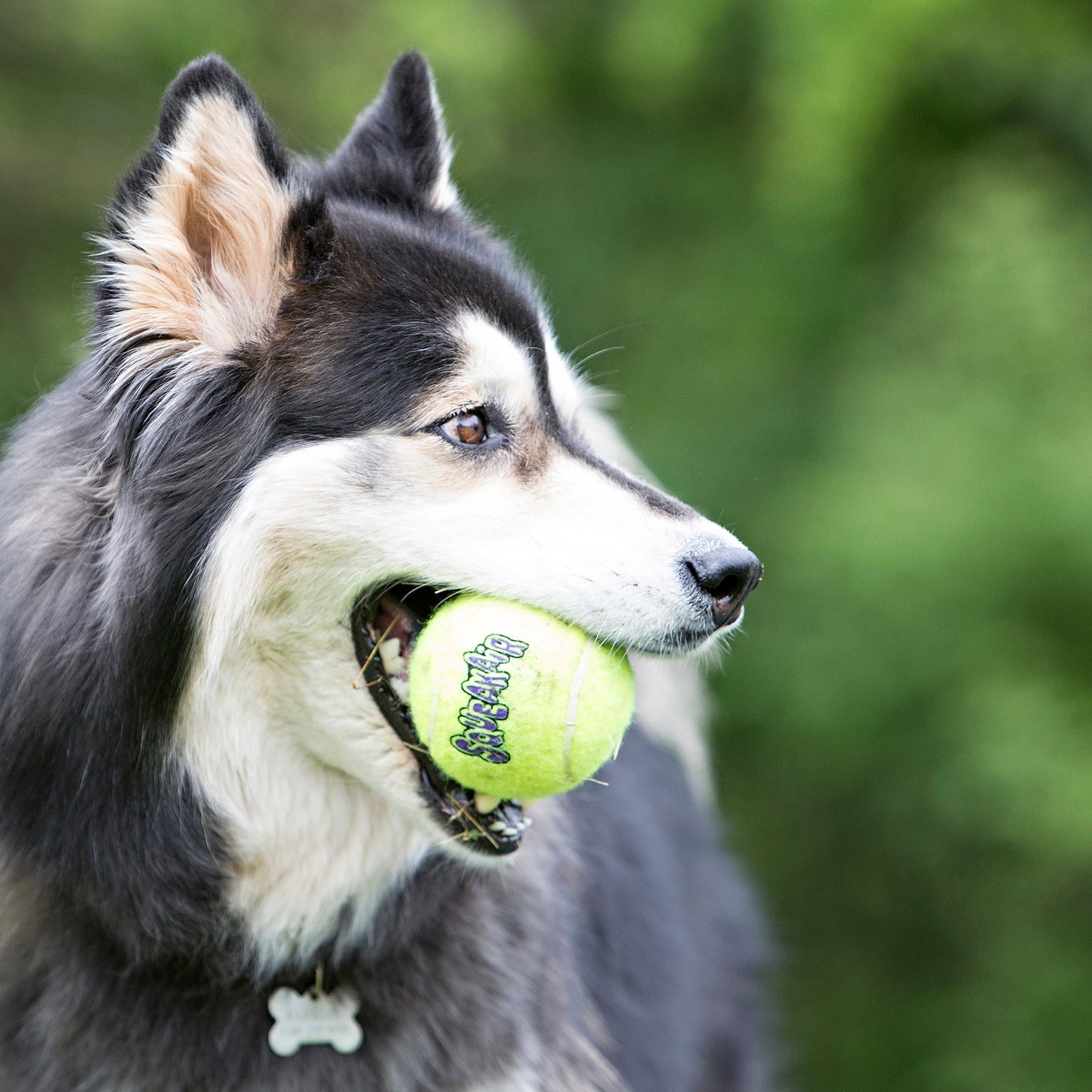 KONG Air Dog Squeaker Tennis Ball With Rope Dog Toy 1ea/MD