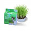 Van Ness Plastics Pureness Oat Garden Kit 1ea/4 oz