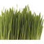 Pet Greens Medley Pet Grass Self-Grow Kit Organic Oat, Rye, & Barley Blend 1ea/3 oz