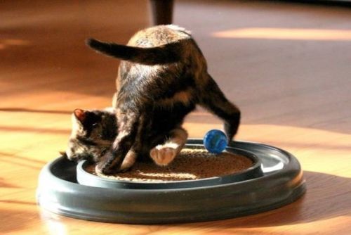 Bergan Turbo Scratcher Cat Toy Scratching Pad Assorted