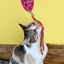JW Pet Cataction Football with Streamers Cat Toy Red 1ea/One Size