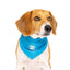 Canada Pooch Dog Cooling Bandana Blue MD
