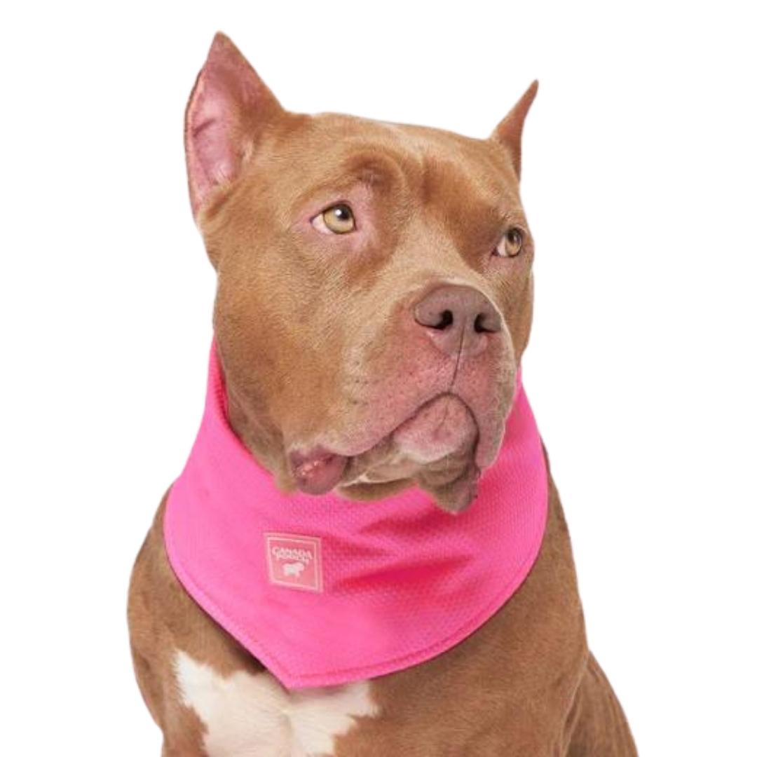 Canada Pooch Dog Cooling Bandana Neon Pink MD