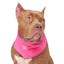 Canada Pooch Dog Cooling Bandana Neon Pink LG