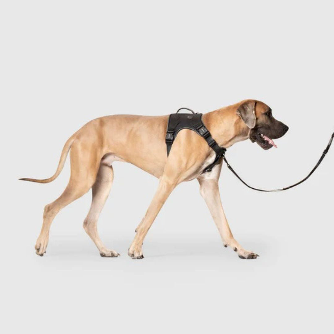 Canada Pooch Dog Complete Control Harness Black Small