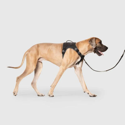 Canada Pooch Dog Complete Control Harness Black Medium