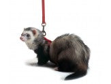Marshall Pet Products Ferret Harness and Lead Set Red 1ea
