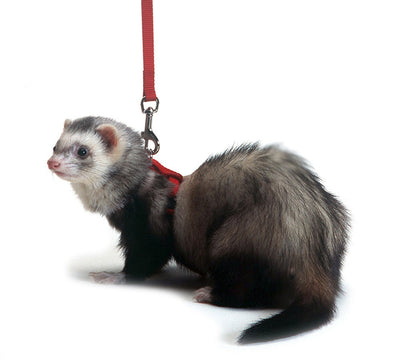 Marshall Pet Products Ferret Harness and Lead Set Red 1ea