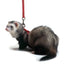 Marshall Pet Products Ferret Harness and Lead Set Red 1ea