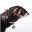 Marshall Pet Products Ferret Bell Collar Purple 1ea/3/8 in