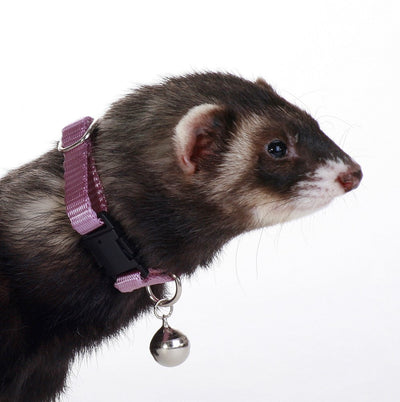 Marshall Pet Products Ferret Bell Collar Purple 1ea/3/8 in