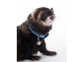 Marshall Pet Products Ferret Bell Collar Blue 1ea/3/8 in