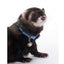 Marshall Pet Products Ferret Bell Collar Blue 1ea/3/8 in