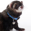 Marshall Pet Products Ferret Bell Collar Blue 1ea/3/8 in