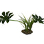 Komodo Jungle Canopy Plant 1ea/42 cm