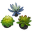 Komodo Desert Succulent Plant Blue & Green 1ea/3 pk