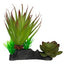 Komodo Succulent Plant 1ea/One Size