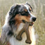 Benebone Dental Chew & Wishbone Dog Chew Toy Bacon, 1ea/MD|2 pk
