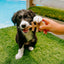 Benebone Puppy Pack Fishbone Dog Chew Toy Salmon, 1ea/XS|2 pk