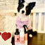 Kin+Kid Energizing Natural Waterless Bath Grapefruit Dog 8oz.