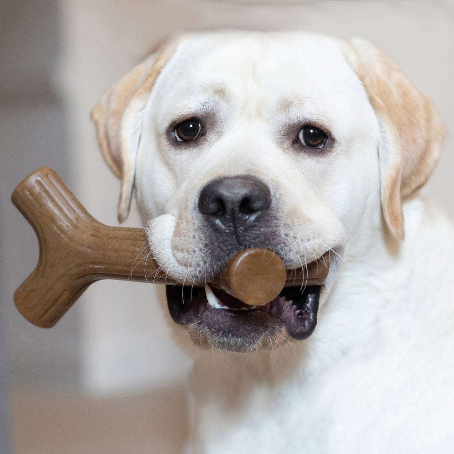 Benebone Maplestick Durable Dog Chew Toy 1ea/XL
