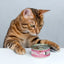 Cats In The Kitchen Kitty Gone Wild - Wild Salmon Recipe 3.2oz. (Case of 24)